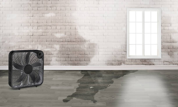 Best Flood restoration services  in Weeping Water, NE